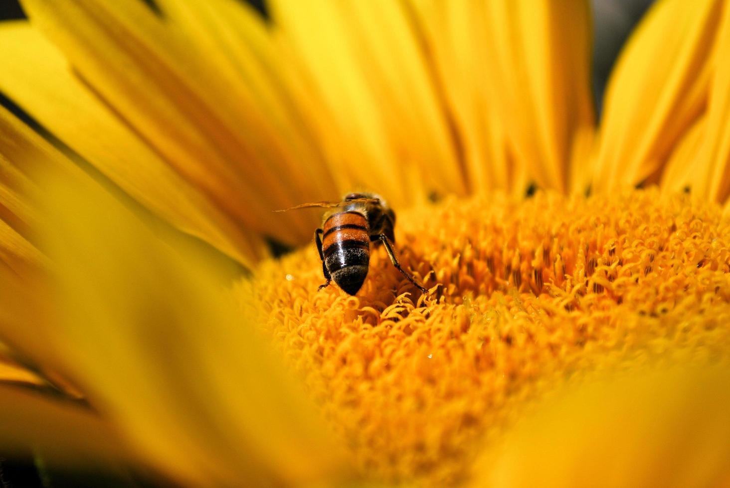 bijen bestuivende zonnebloem foto