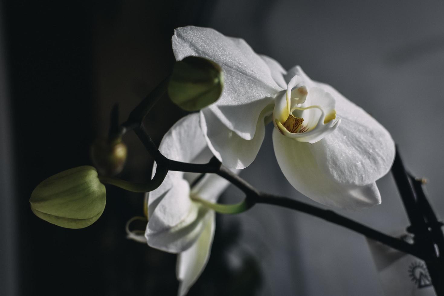 witte orchidee binnenshuis foto