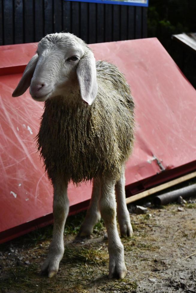 wilde bergschapen foto