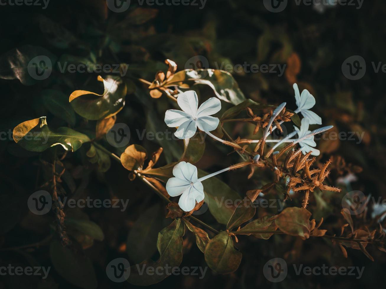 grafiet auriculata bloemen dichtbij omhoog. mooi wit symmetrie in natuur. bloeiend fabriek in de familie plumbaginaceae. foto