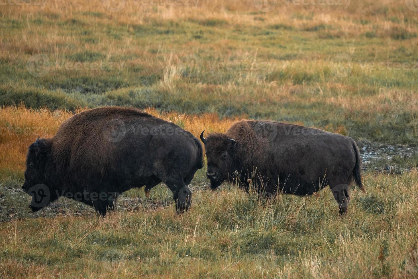 een kudde van bizon beweegt snel langs de vuurgat rivier- in yellowstone nationaal park in de buurt halverwege geiser bassin. Amerikaans bizon of buffel in yellowstone nationaal park Verenigde Staten van Amerika wayoming foto