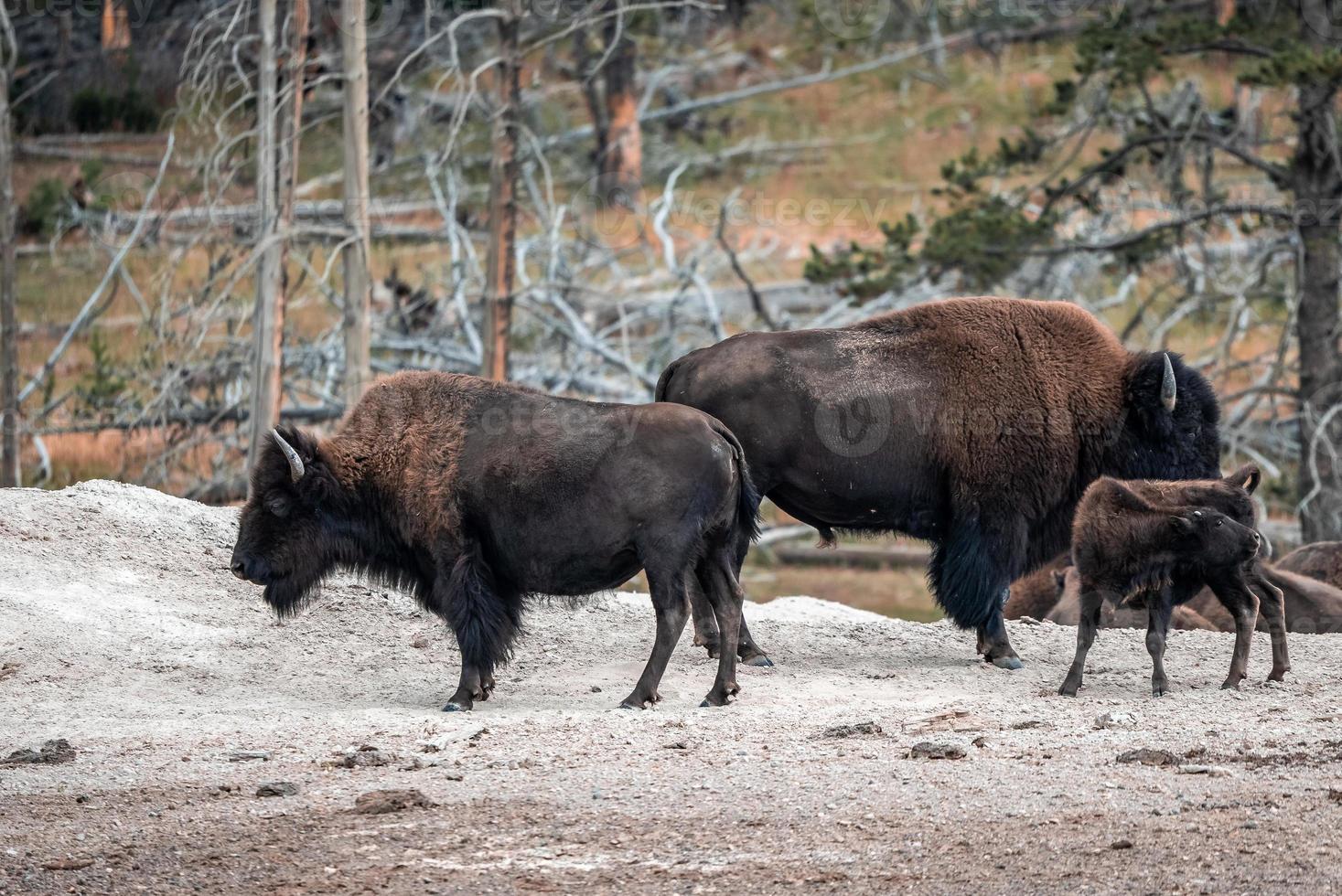 een kudde van bizon beweegt snel langs de vuurgat rivier- in yellowstone nationaal park in de buurt halverwege geiser bassin. Amerikaans bizon of buffel in yellowstone nationaal park Verenigde Staten van Amerika wayoming foto