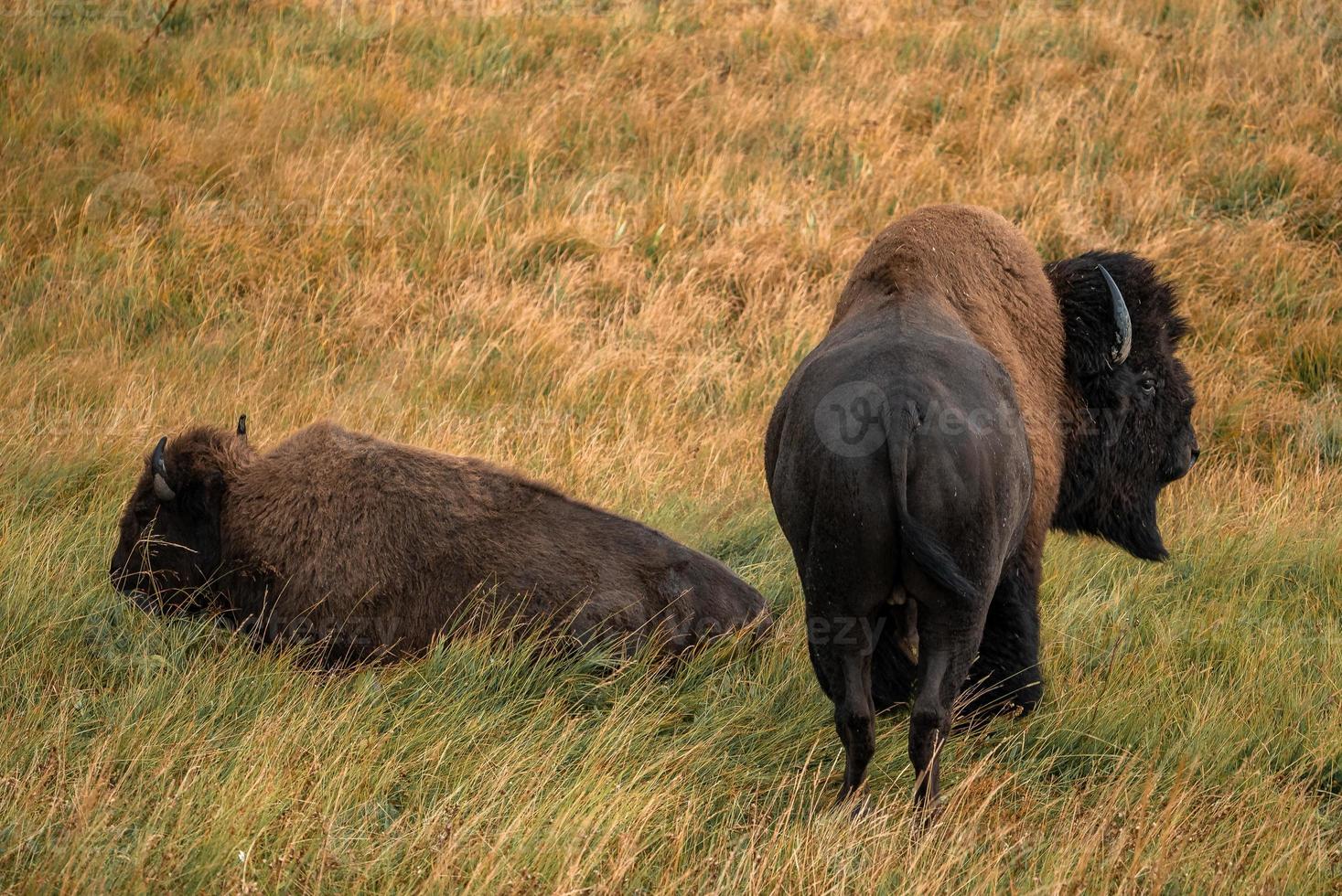 een kudde van bizon beweegt snel langs de vuurgat rivier- in yellowstone nationaal park in de buurt halverwege geiser bassin. Amerikaans bizon of buffel in yellowstone nationaal park Verenigde Staten van Amerika wayoming foto