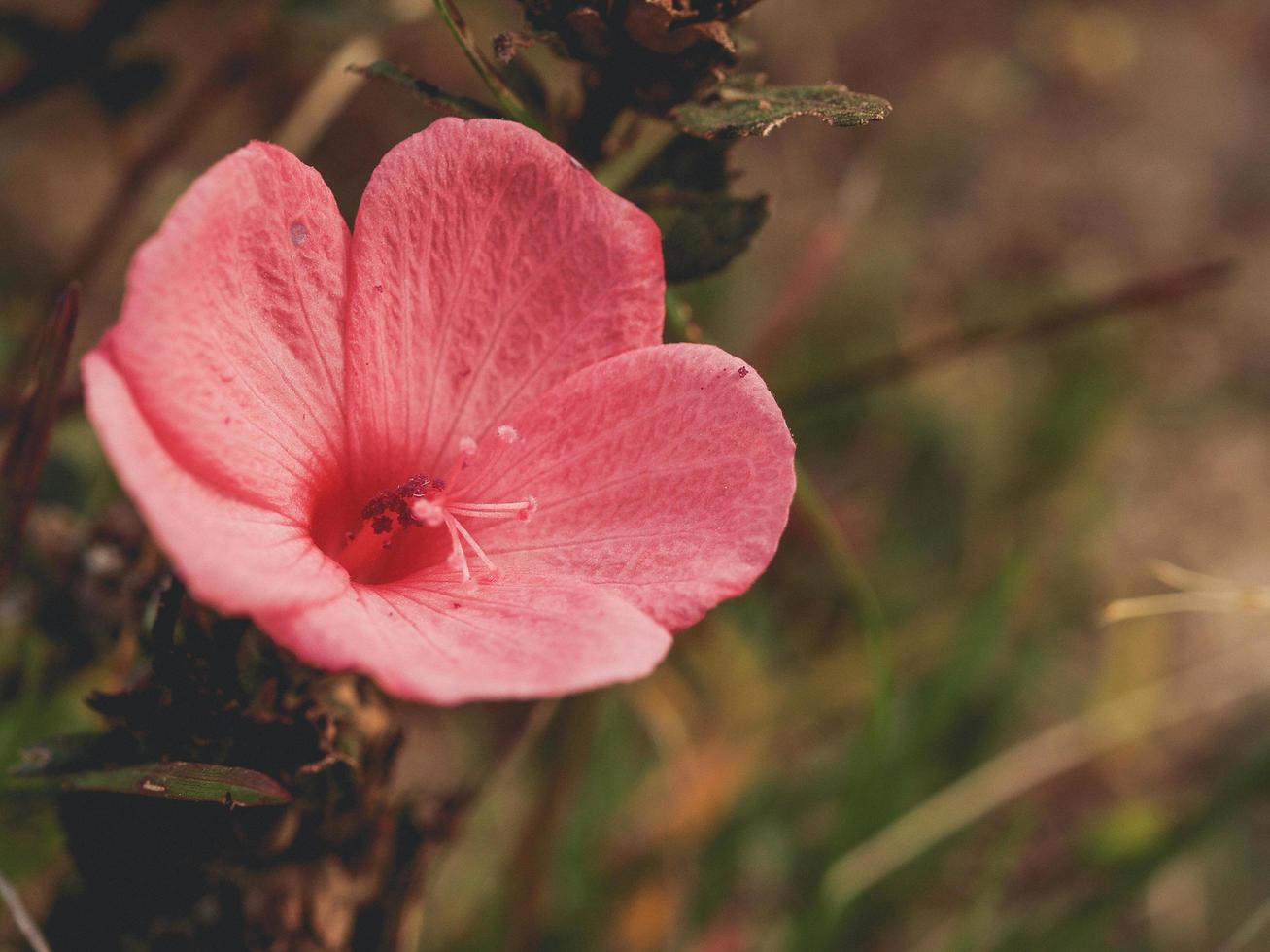 roze bloem met roze pistolen foto