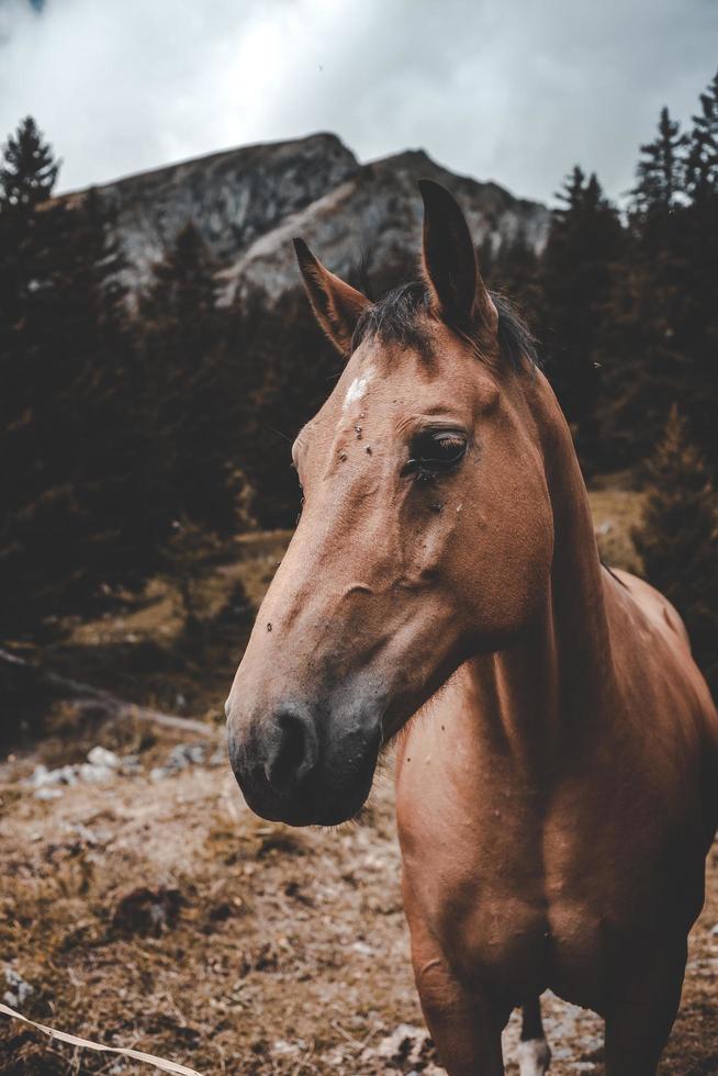 bruin paard staande op de grond foto