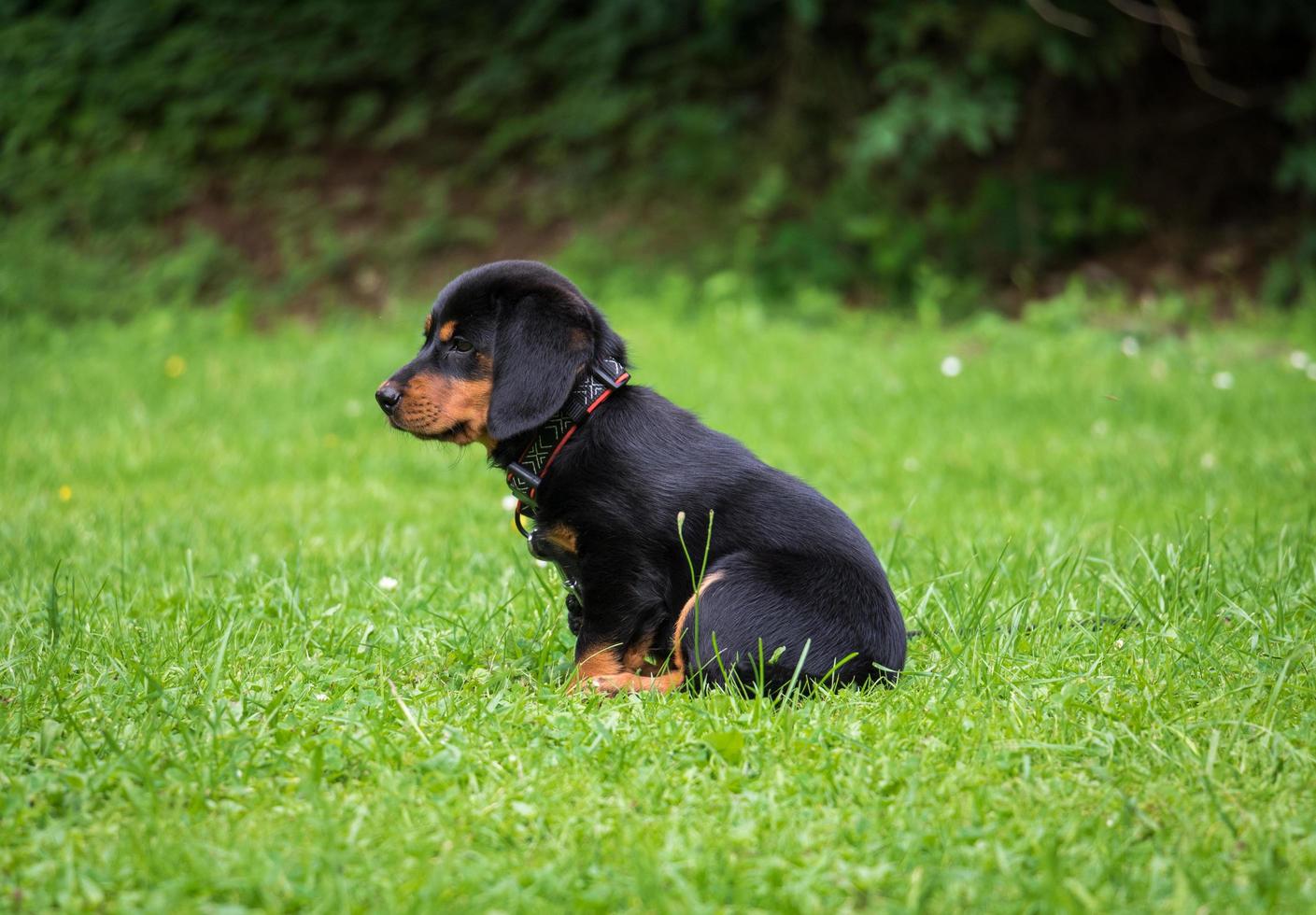 zwart en bruin rottweilerpuppy foto