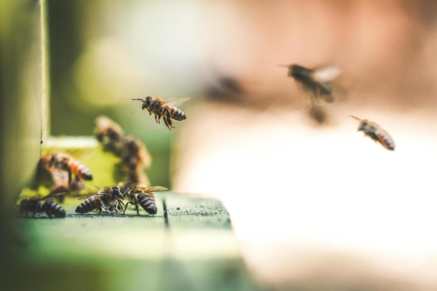 ondiepe focus fotografie van bijen vliegen in de lucht foto