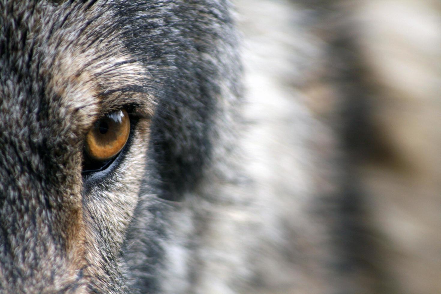 close-up van het oog van een wolf foto