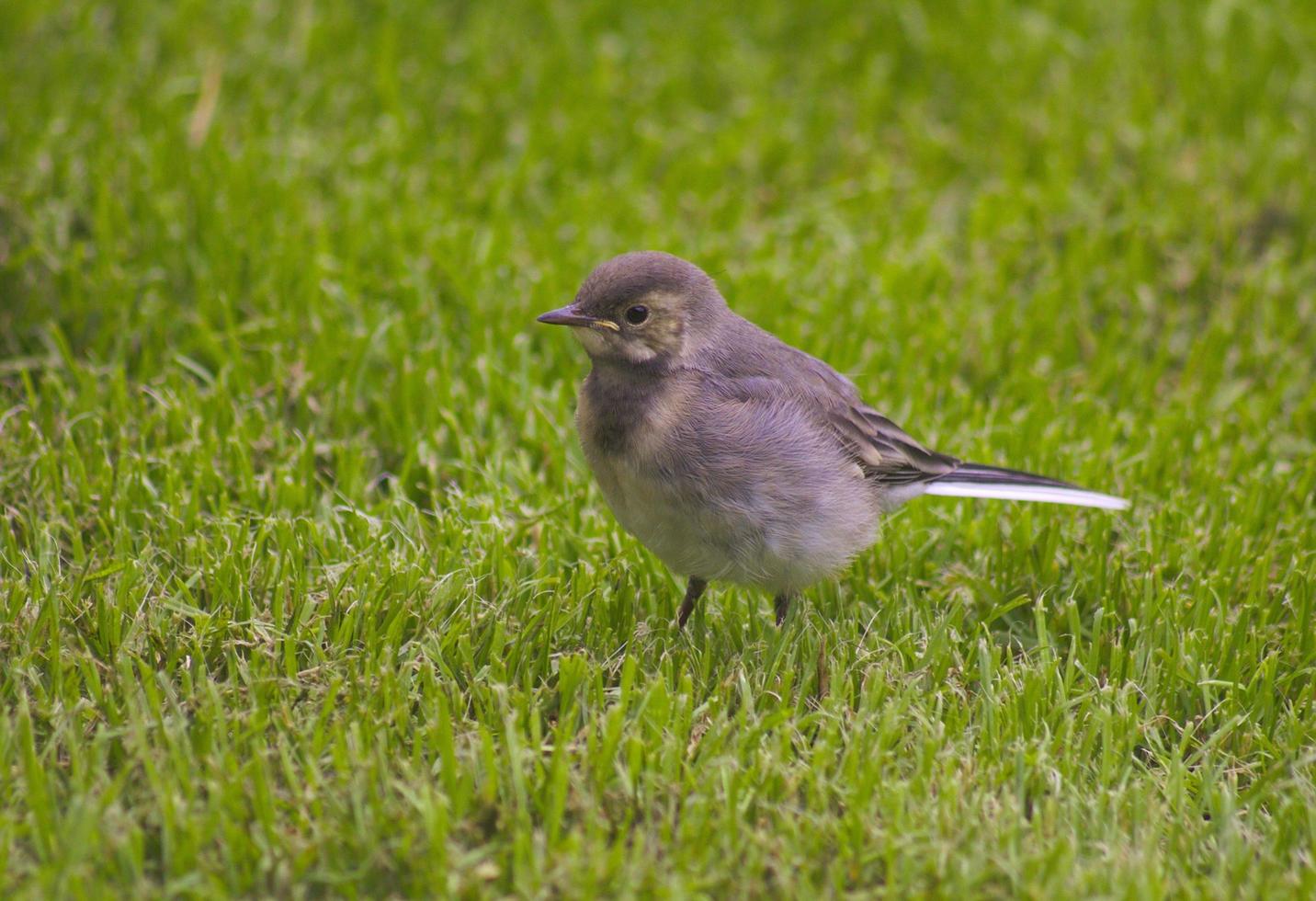 close-up van een vogel die zich in gras bevindt foto