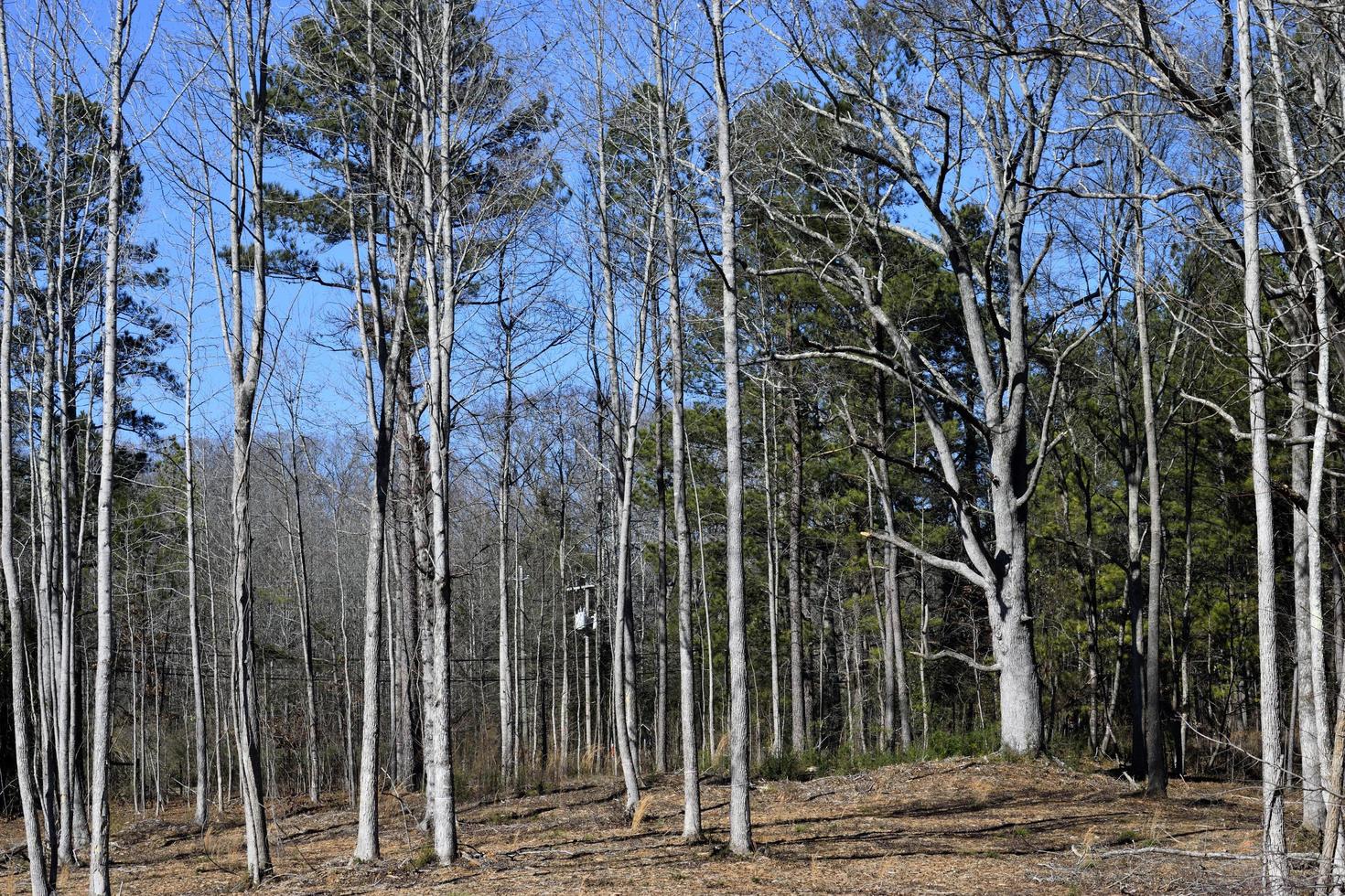 baron bomen in het bos foto