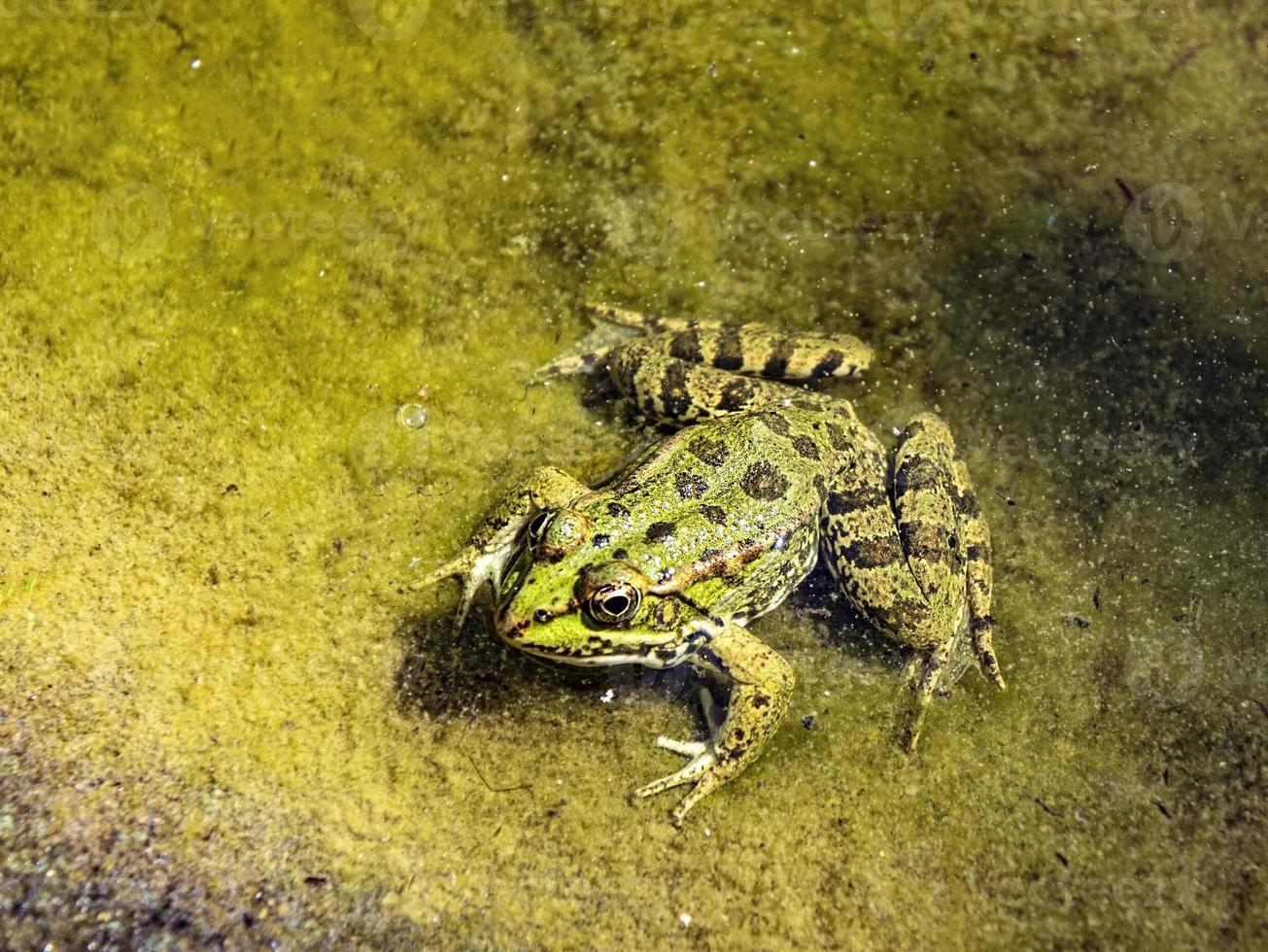 groen kikker detailopname in de modderig water van de vijver. pelophylax esculentus. amfibie foto