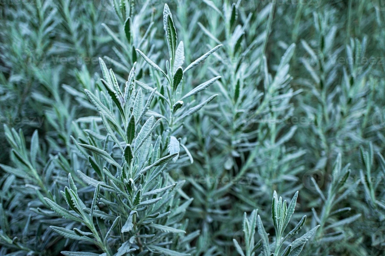 natuurlijk fabriek groen blauw achtergrond met selectief focus en kopiëren ruimte foto