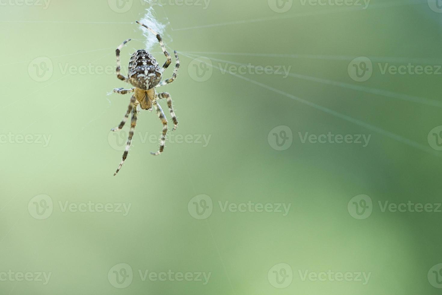 kruis spin in een spin web, op de loer voor prooi. wazig achtergrond foto