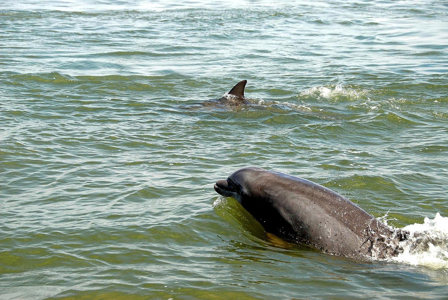 dolfijnen in het water foto