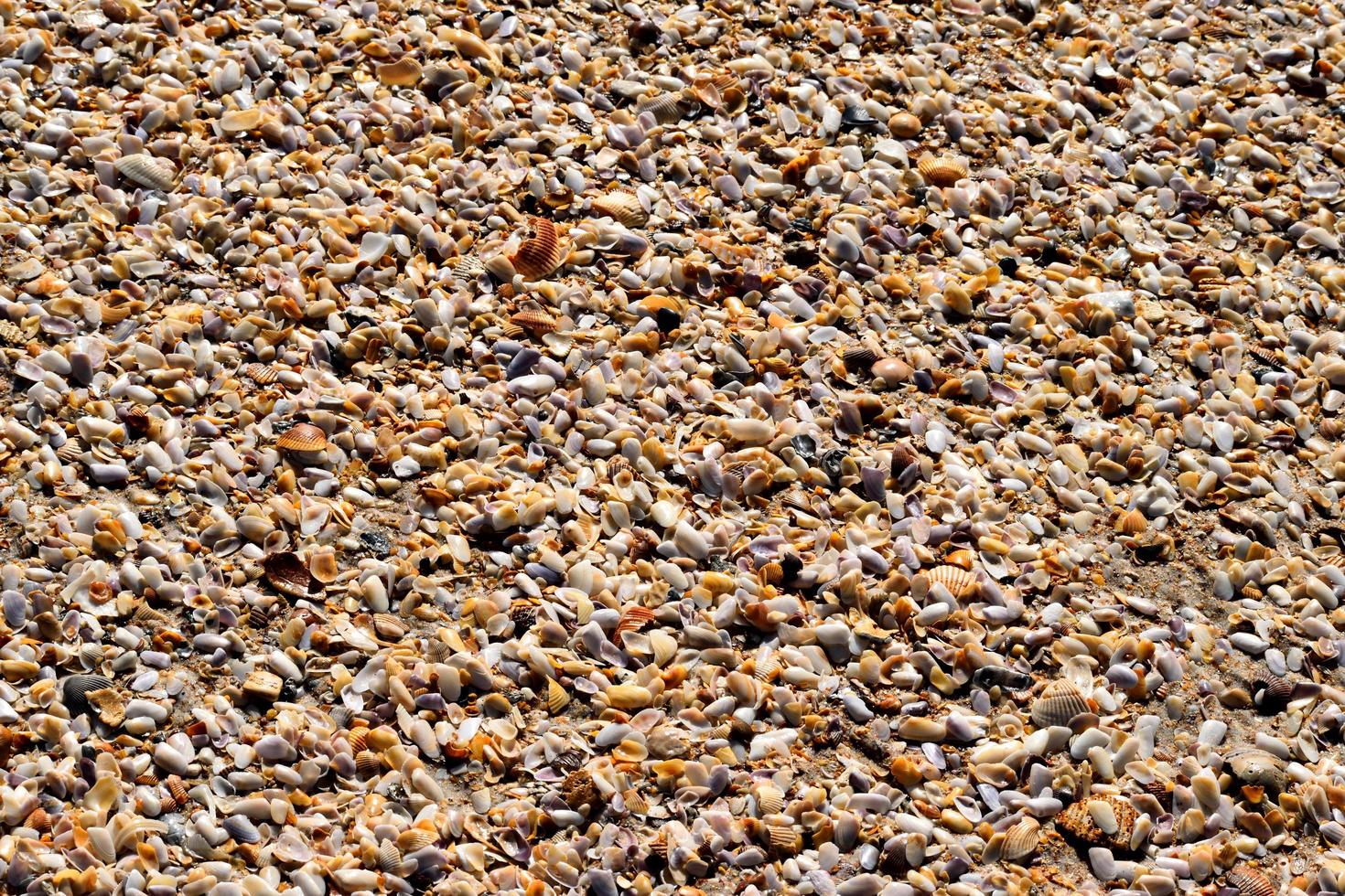 schelpen op het strand foto