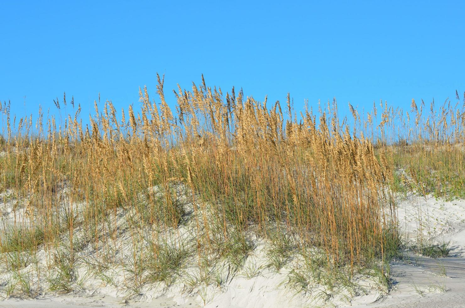 zeehaver op zandduinen foto