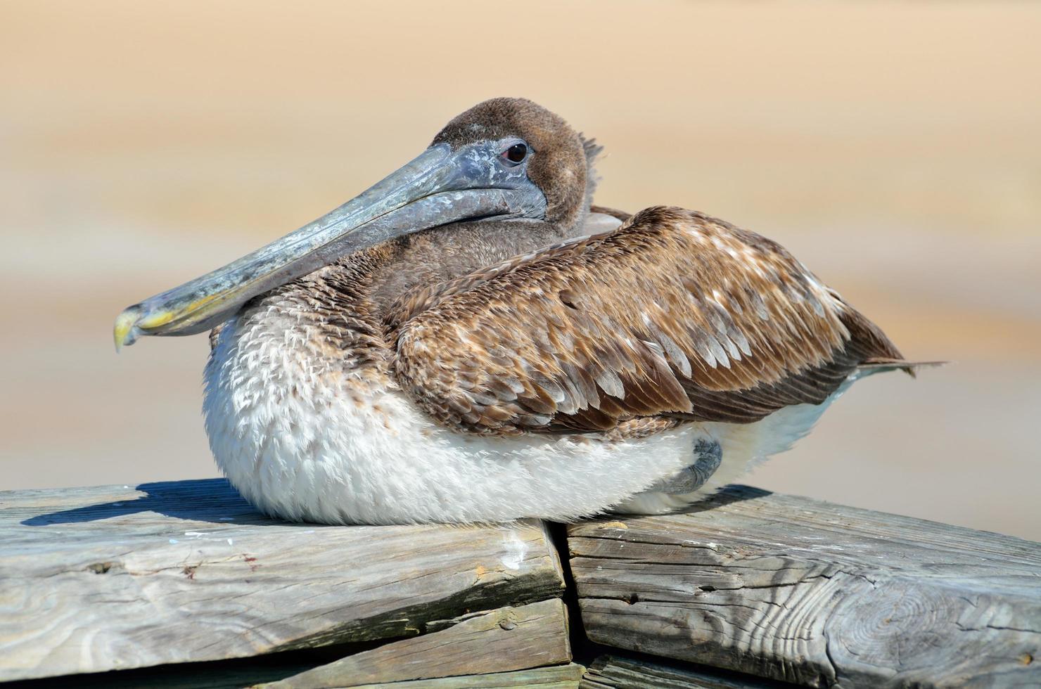 rustende bruine pelikaan foto