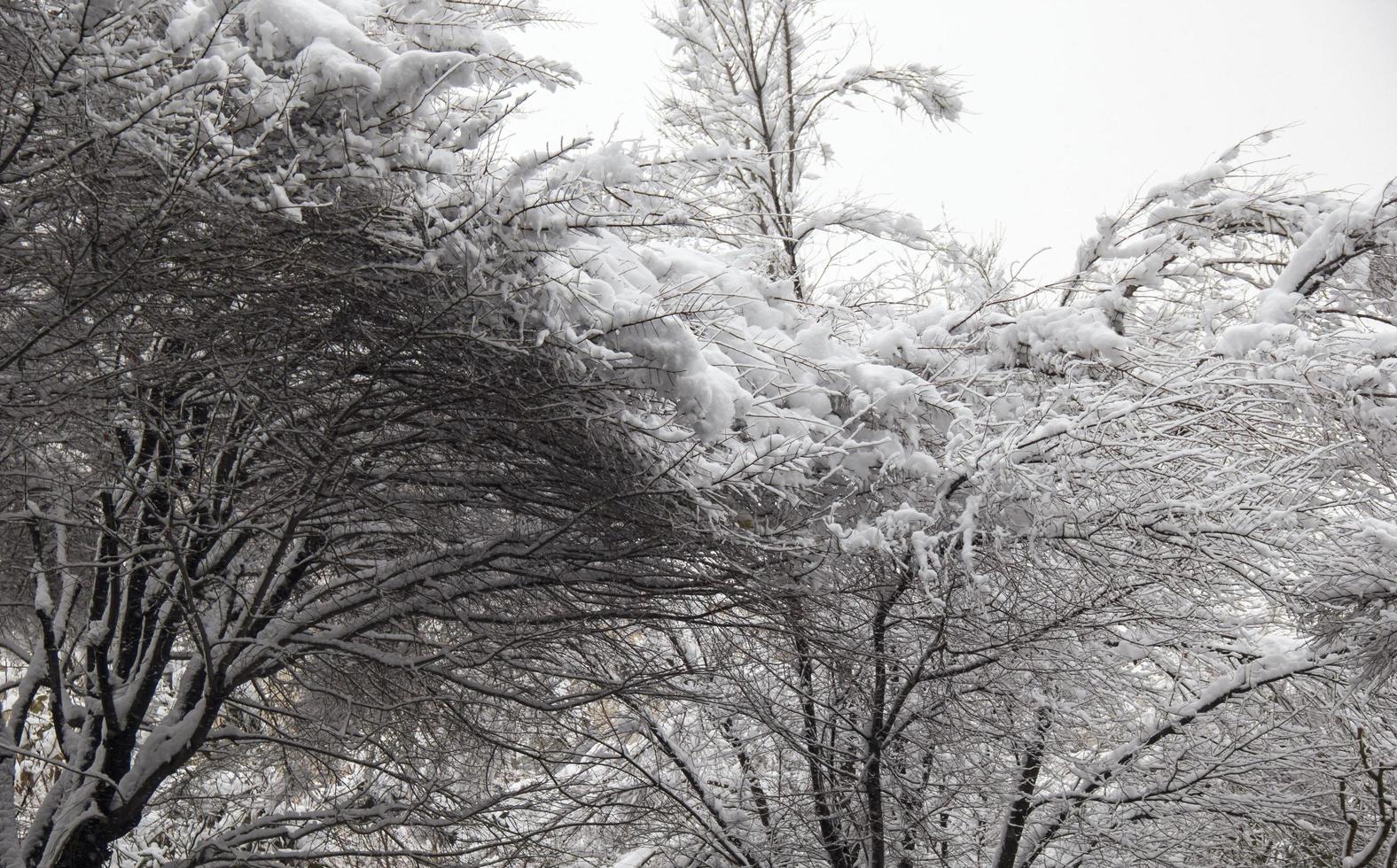 een prachtige besneeuwde dag foto