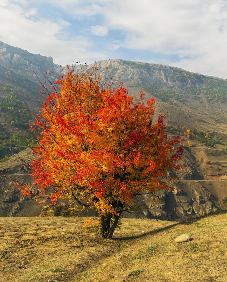 eenzame boom in de herfstseizoen foto