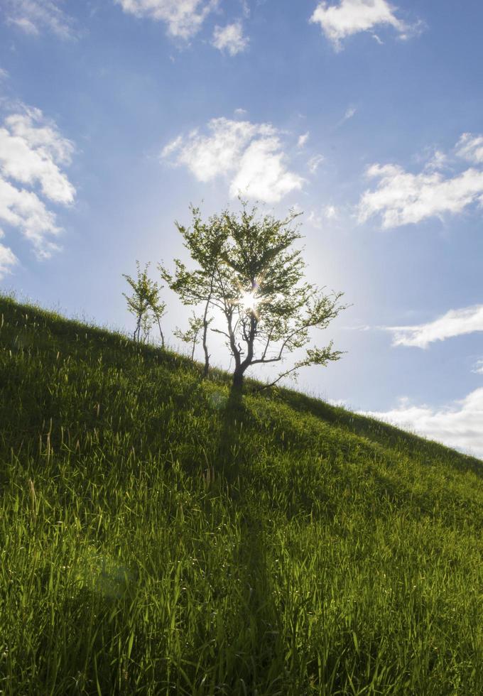 de eenzame boom en de zon foto