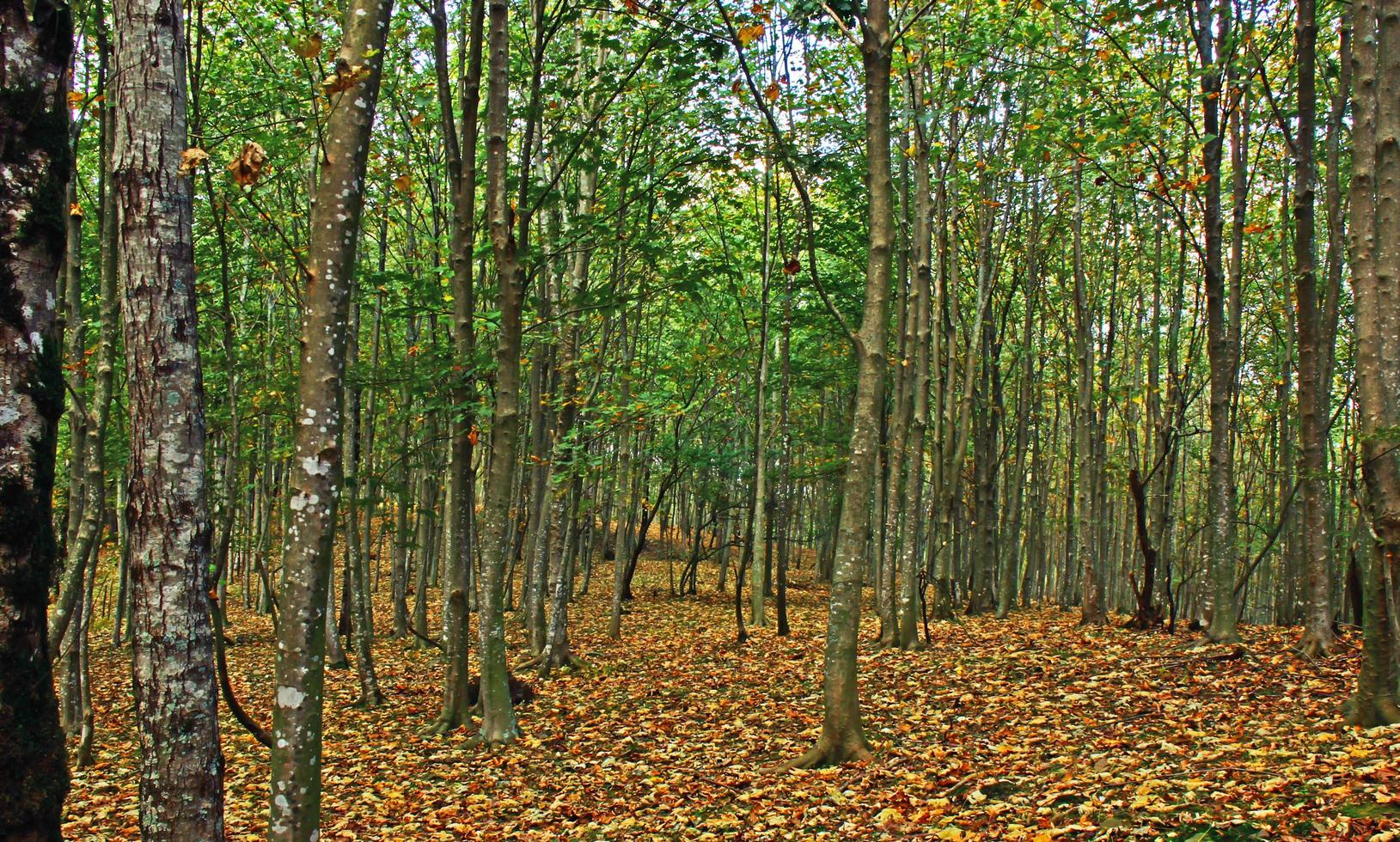 rustige herfstbossen foto