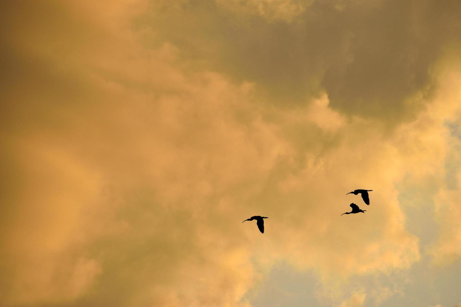 silhouet van vliegende vogels foto