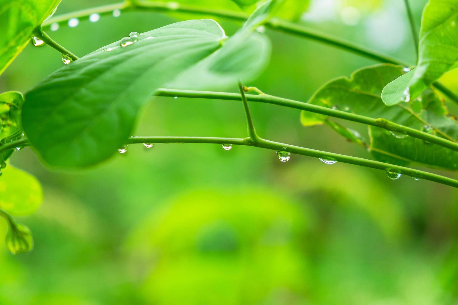 dauw op bladeren in het regenseizoen foto