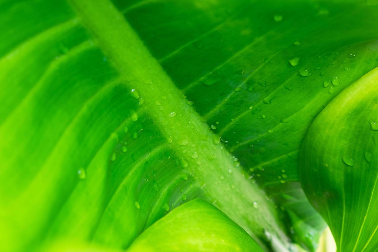 groene blad achtergrond met regendruppels foto