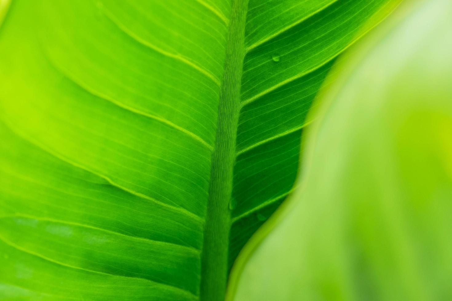 groene blad achtergrond met regendruppels foto