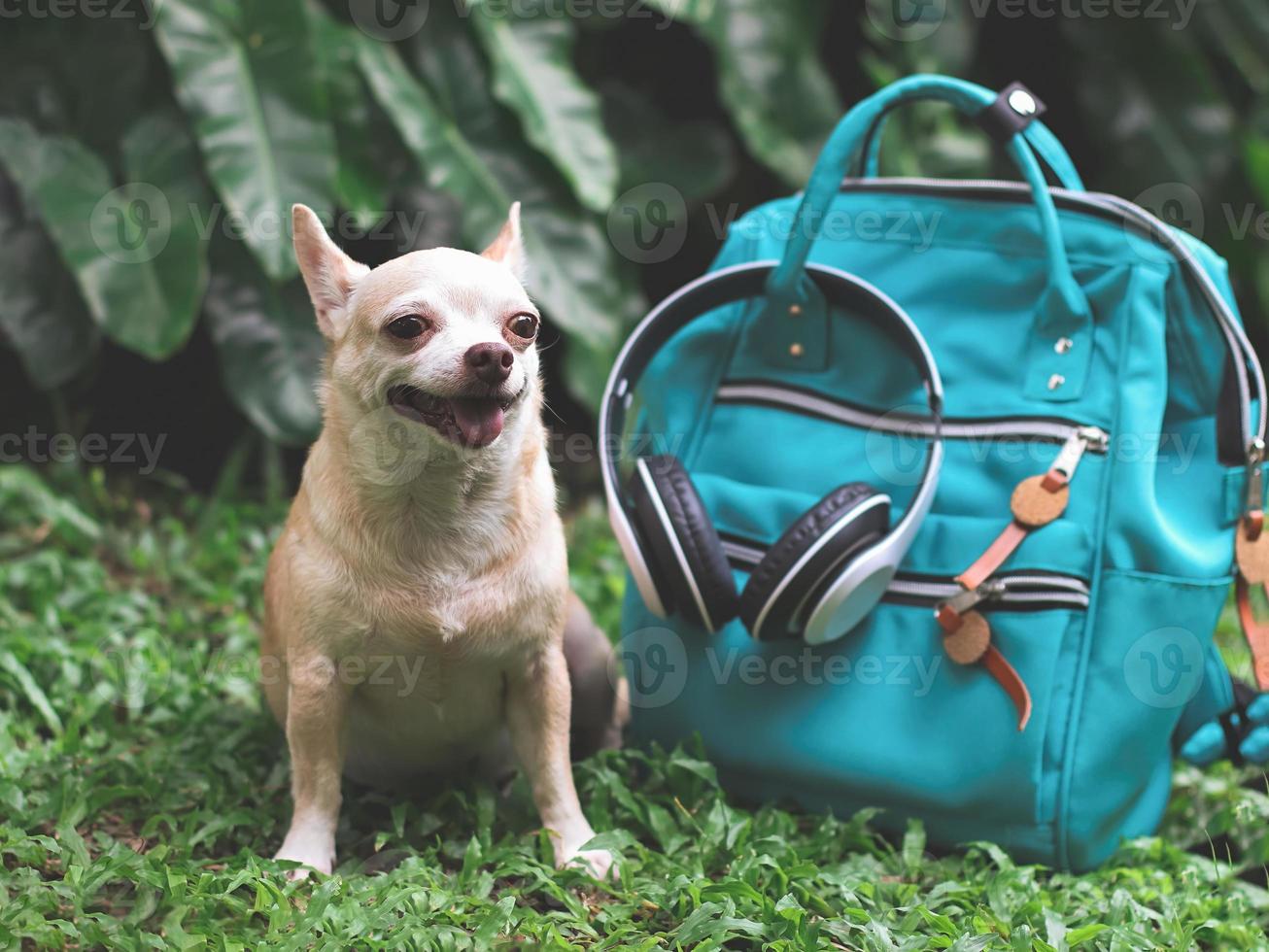schattig bruin kort haar- chihuahua hond zittend Aan groen gras in de tuin met reizen accessoires, rugzak en koptelefoon. op reis met dier concept. foto