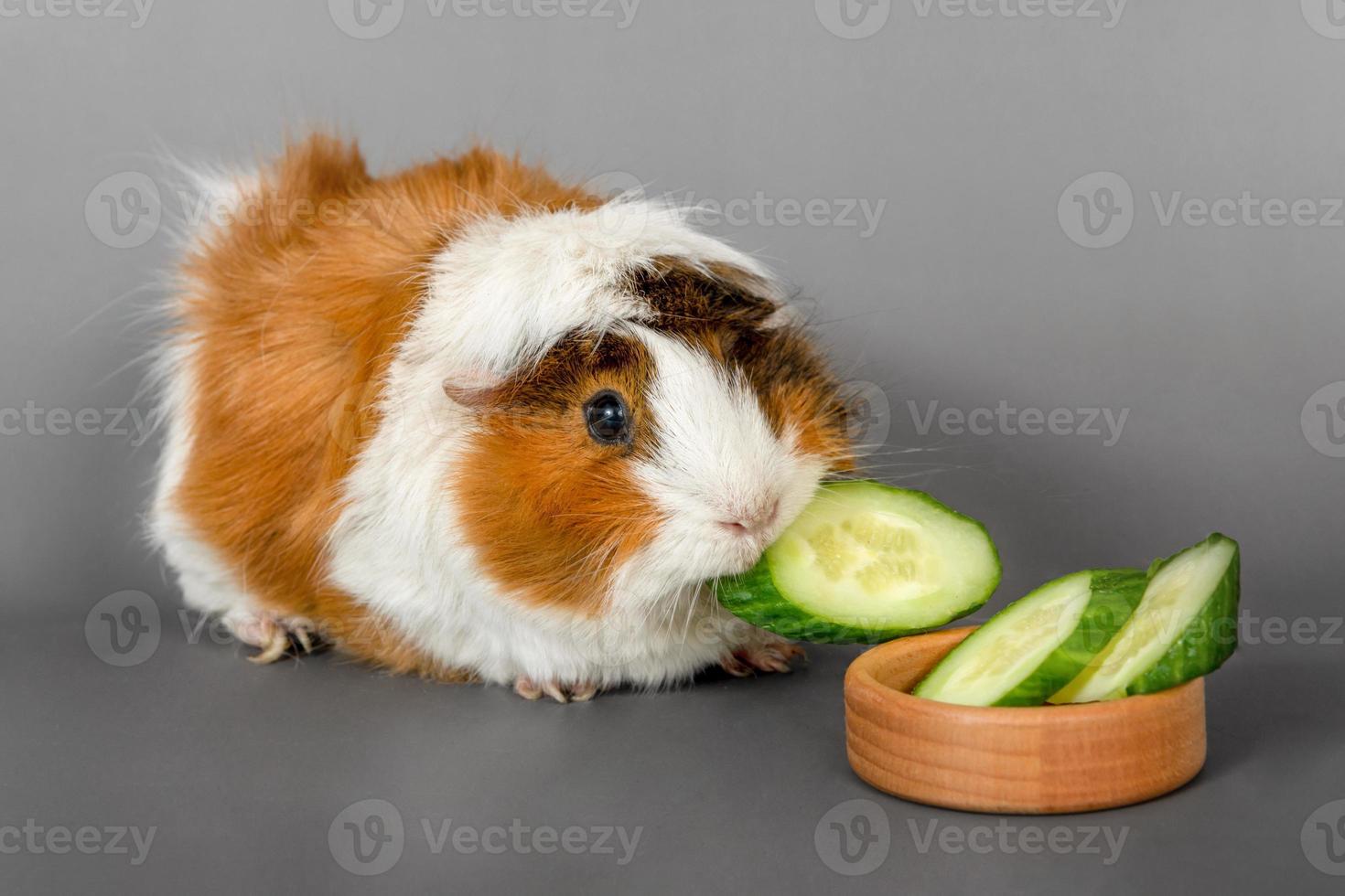 Guinea varken rozet Aan een grijs achtergrond. pluizig knaagdier Guinea varken aan het eten een komkommer Aan gekleurde achtergrond foto