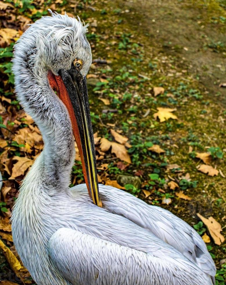 dalmatiër pelikaan - pelecanus crispus detailopname Aan een natuurlijk achtergrond. vogel foto