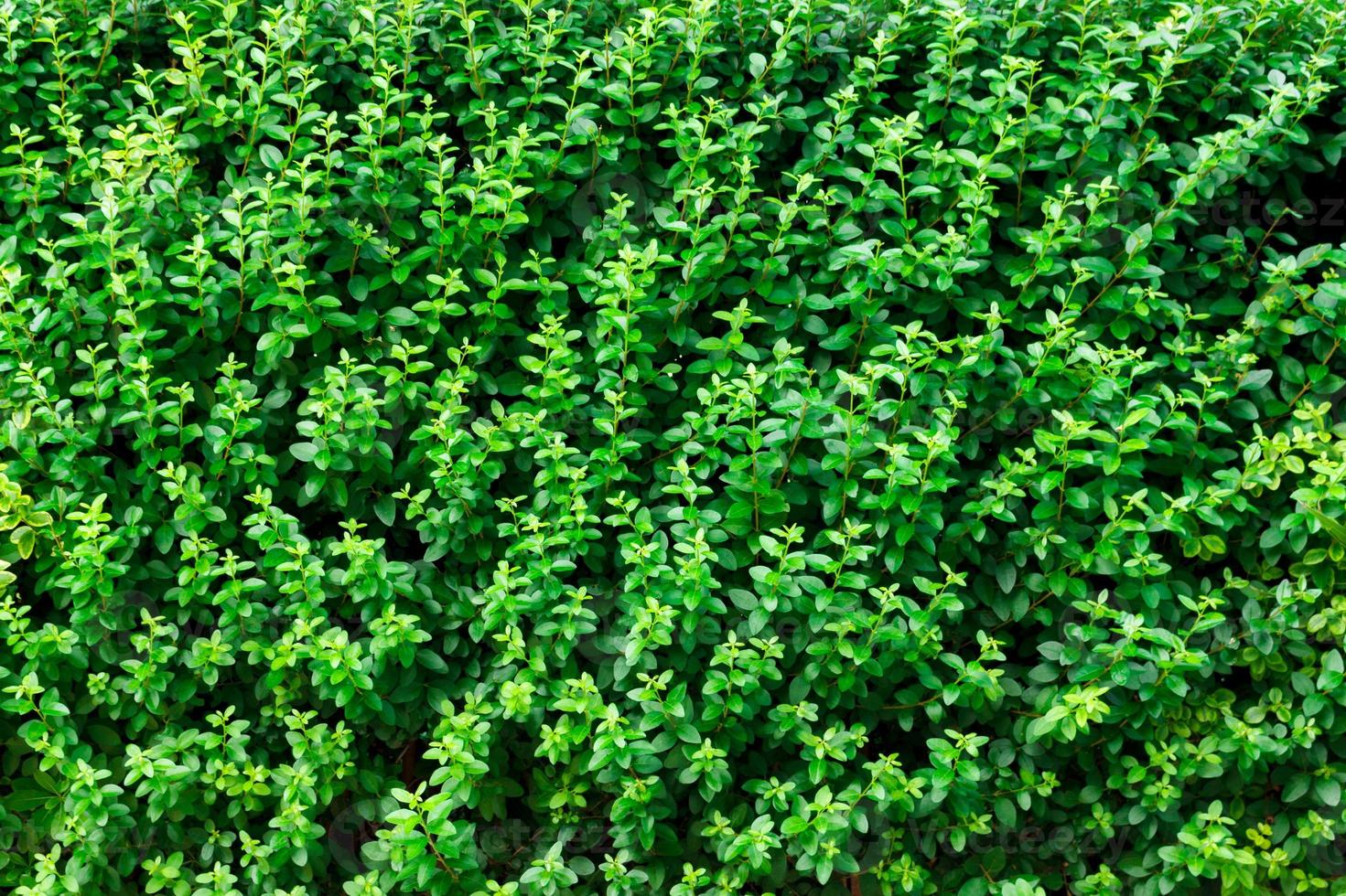 groen bladeren achtergrond. getextureerde klein bladeren muur foto