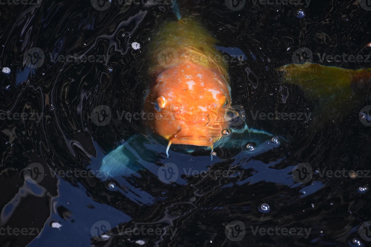 Japans karper zwemmen in donker vijver wateren foto