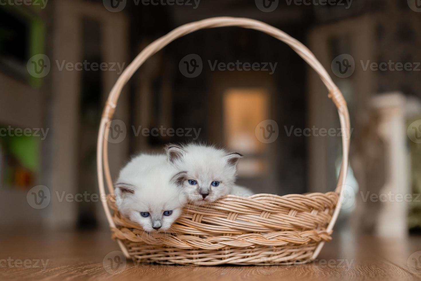 detailopname van een Brits kort haar kittens van zilver kleur slapen in een rieten mand staand Aan een houten vloer. top visie. Siberisch Nevsky maskerade kat kleur punt. stamboom huisdier. hoog kwaliteit foto