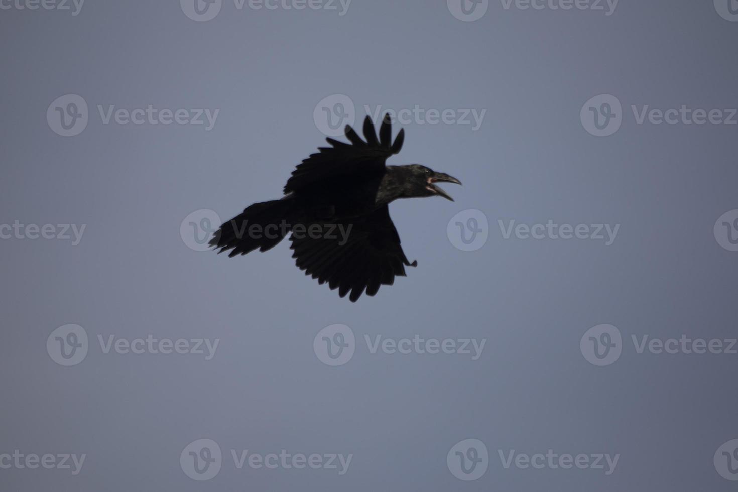 kraaien in lucht. zwart raaf vliegt door lucht. wild vogel. vlucht details. foto