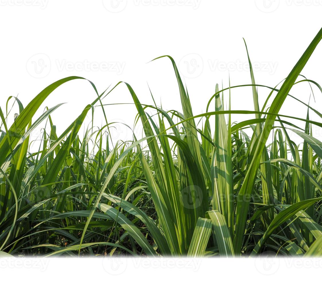 suiker riet geïsoleerd Aan wit achtergrond en knippen pad foto