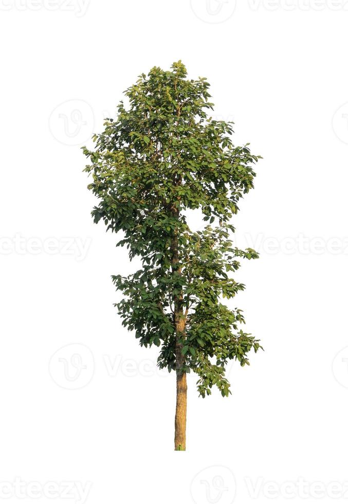 boom geïsoleerd op een witte achtergrond foto