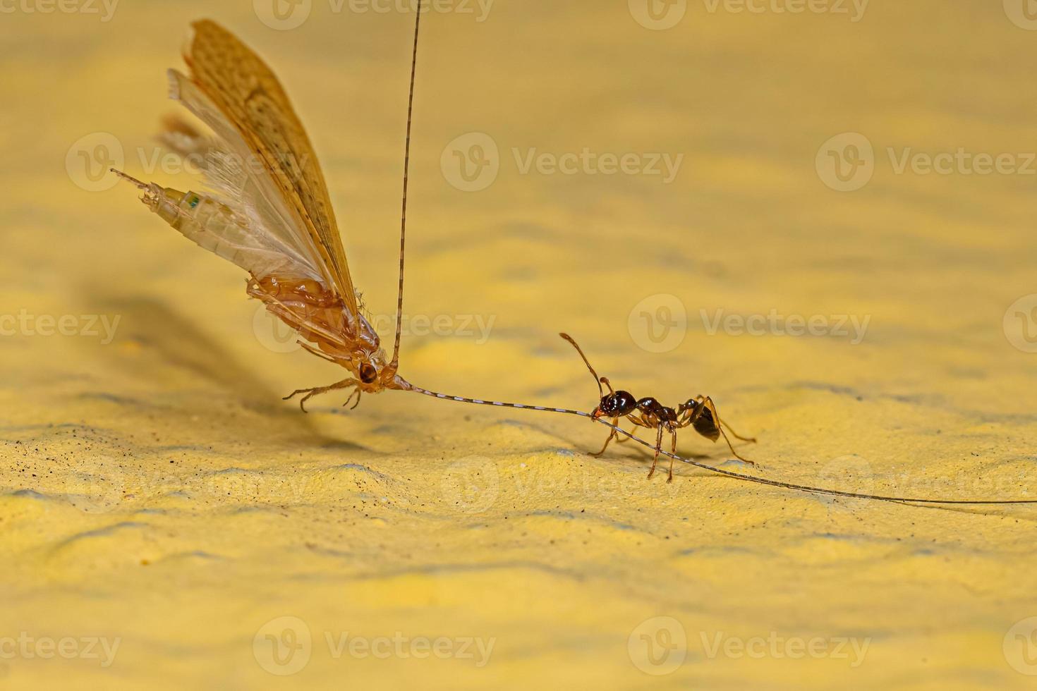 volwassen vrouw groothoofdig mier azen Aan een volwassen caddisfly insect foto