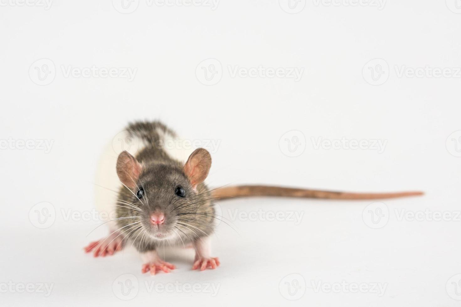 portret van een huisdier Rat Aan een wit achtergrond is geïsoleerd foto