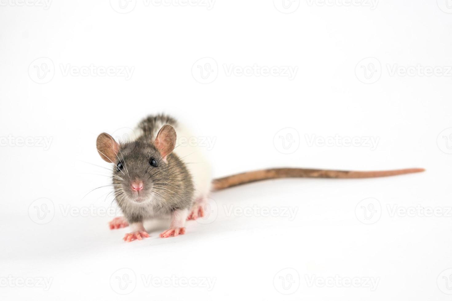 portret van een huisdier Rat Aan een wit achtergrond is geïsoleerd foto