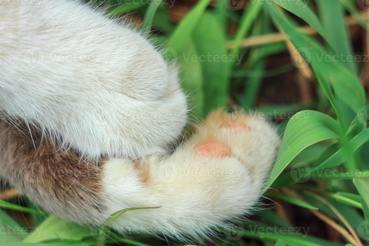 schattig kat voeten dichtbij omhoog Aan natuurlijk achtergrond foto