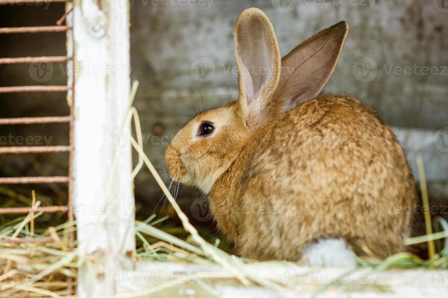 schattig konijnen zijn zittend Aan de boerderij aan het eten hooi foto