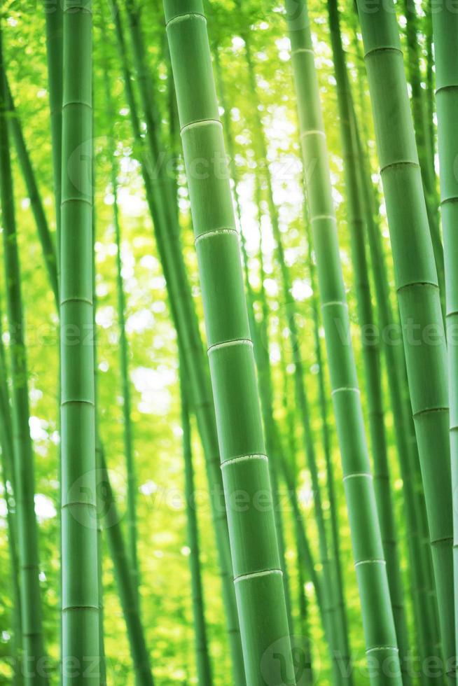 Bamboo Bos foto