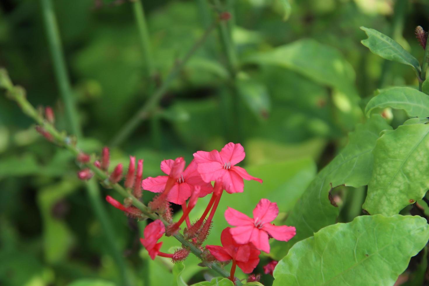 rood bloemen van Indisch leadwort zijn Aan Afdeling en groen bladeren achtergrond. een ander naam is roze gekleurd loodkruid, brand plant, rooskleurig leadwort of officieel loodkruid, Thailand. foto