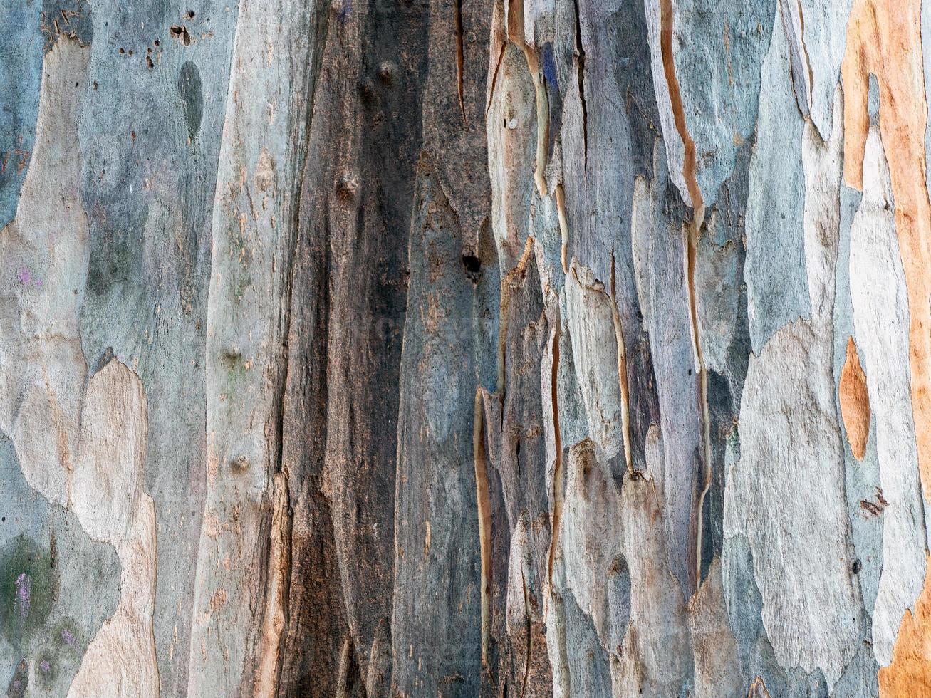 detailopname structuur van gebarsten eucalyptus globulus boom foto