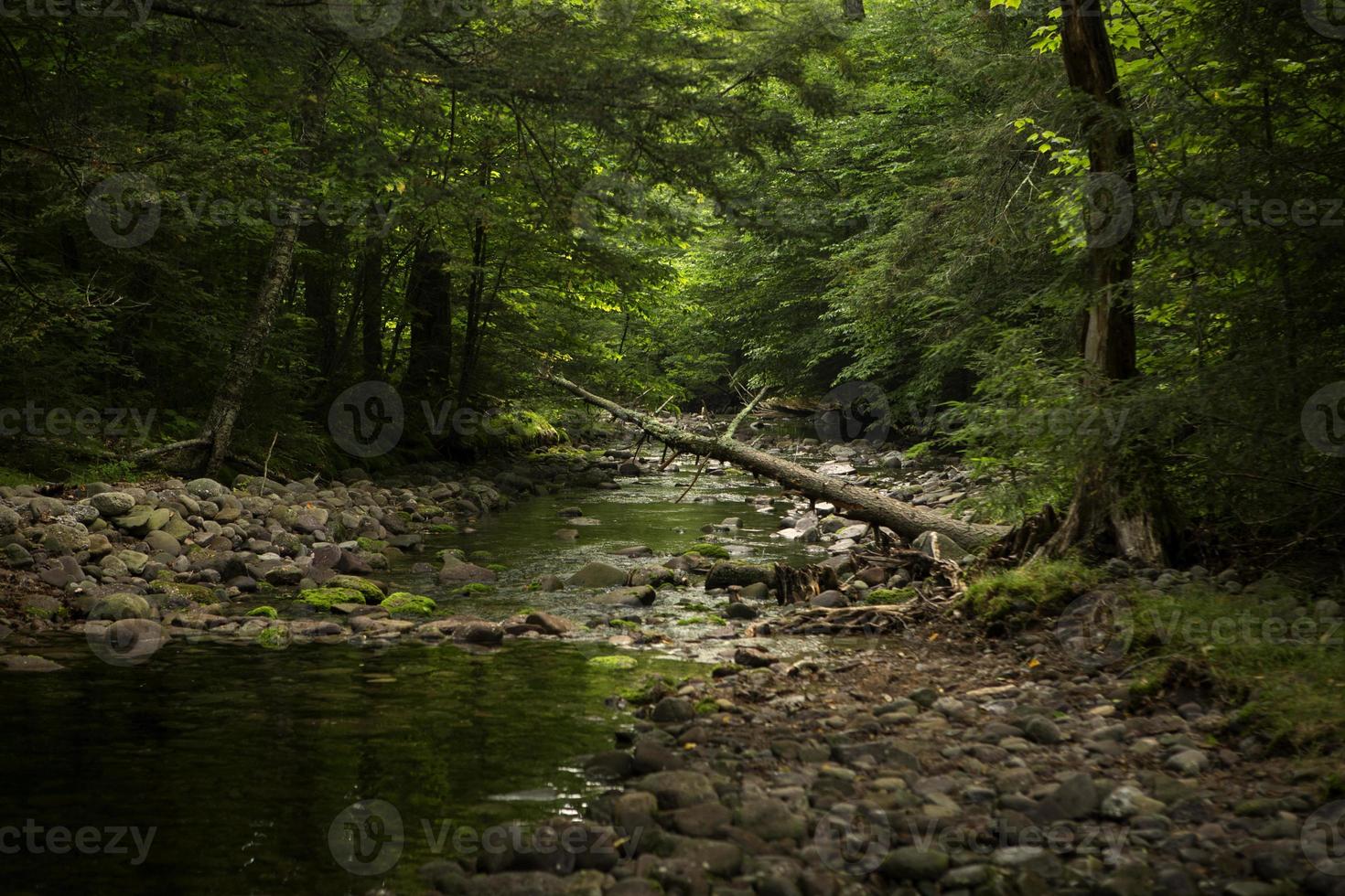 rivieroever diep in het bos foto