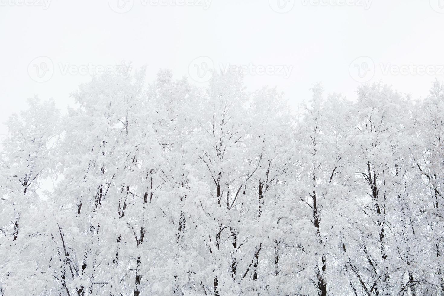 berken in een besneeuwd bos zwart en wit foto