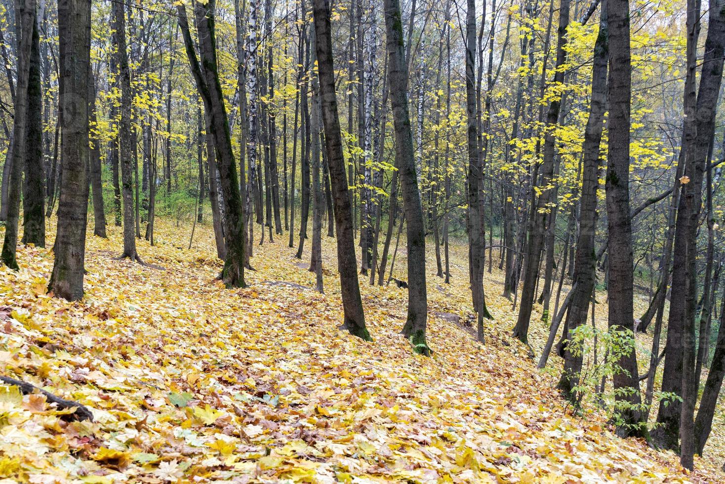 herfst esdoorn bladeren liggen in het bos. focus op voorgrond. foto