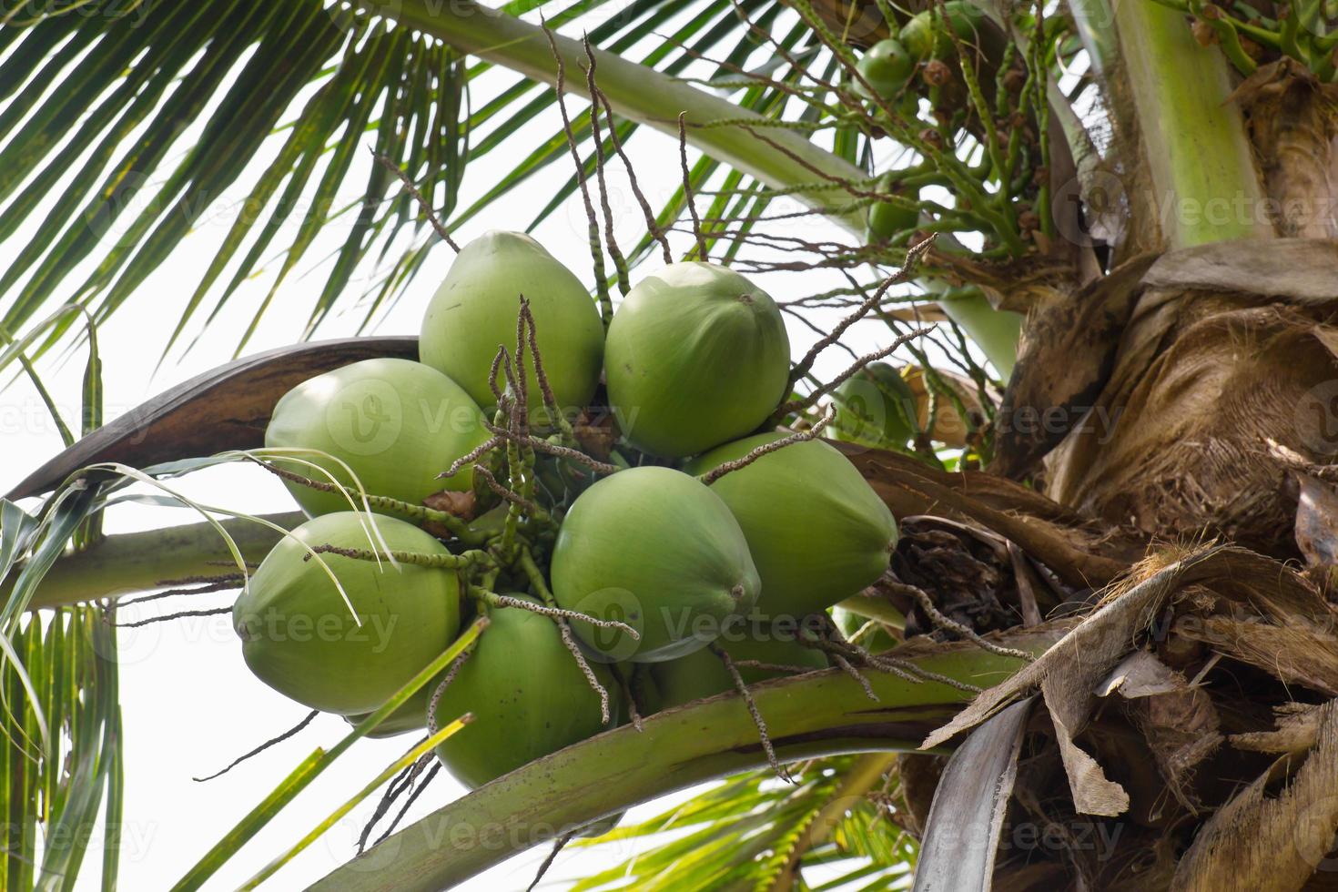 kokosnoot op boom foto